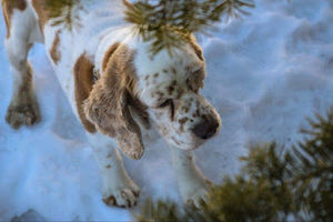 Meet your Posher, Alison